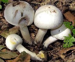 Chlef - Ces champignons qui tuent!