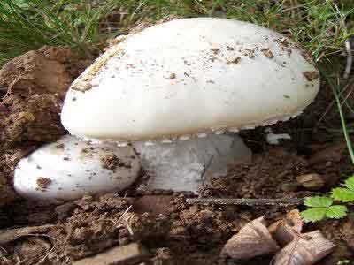 CHLEF: Ces champignons qui tuent !