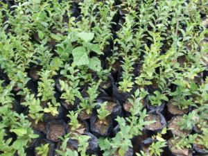 Tizi Ouzou - Réhabilitation d'une pépinière dans le massif de Yakourene