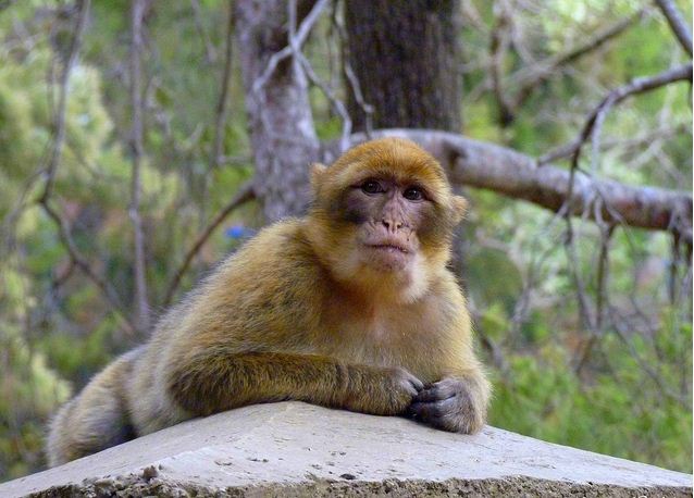 Tizi Ouzou - Le singe magot s'attaque aux vergers