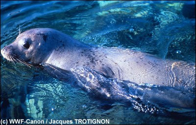 Skikda - La faune marine en danger: Vingt-cinq mammifères massacrés