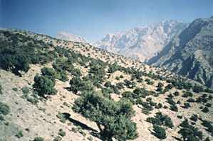 Tizi Ouzou - Silence! On déboise