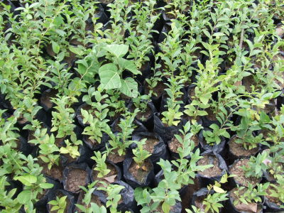 Tizi Ouzou - Réhabilitation d'une pépinière dans le massif de Yakourene