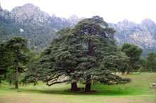 Tissemsilt / La forêt Aïn Antar