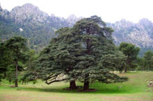 Tissemsilt / La forêt Aïn Antar