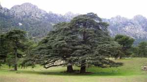 La forêt Aïn Antar, un paradis au pied de l'Ouarsenis