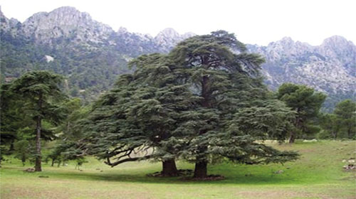 La forêt Aïn Antar, un paradis au pied de l'Ouarsenis