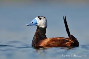 Sortie sur les zones humides de la wilaya de Constantine: Une journée avec la sauvagine  Samedi 17 décembre 2011