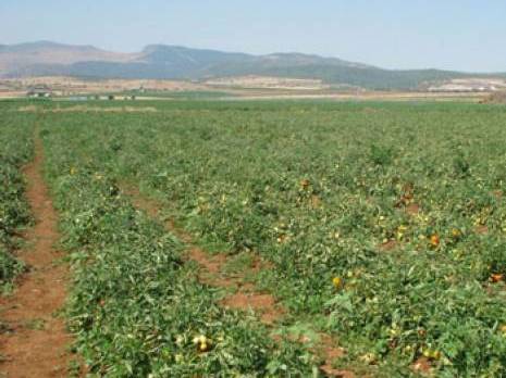 Agriculture à Biskra: Lutte contre la mineuse de la tomate