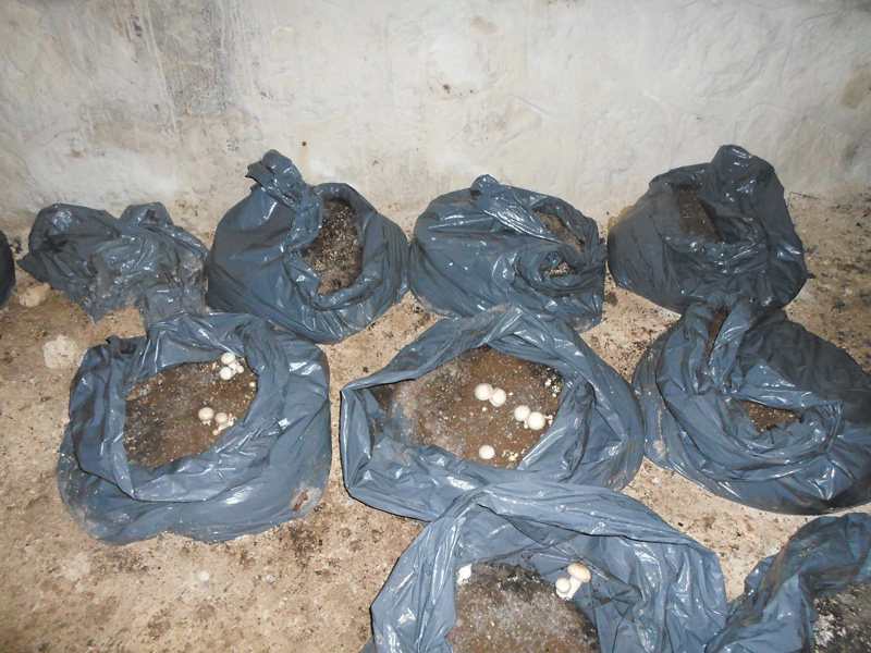 سليمة بوسماحة تقتحم زراعة الفطر بإقدام وشجاعة بتلمسان