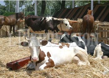 19 vaches abattues à Oran