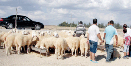 النصر تستطلع سوق المواشي بقسنطينة