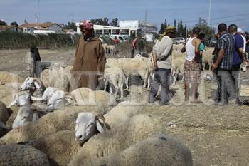 Les prix du mouton seront abordables