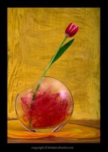 برواق فنون وثقافة في العاصمة               التشكيلية مريم كزويت تختزل عالم الورود في 50 لوحة