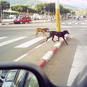 Tenira (Sidi Bel Abbès) - Un chien suspecté de rage s'attaque aux passants