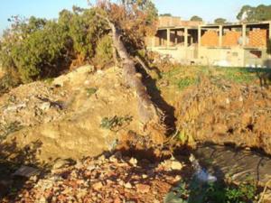 Chlef - Atteintes à l'environnement: Le dernier cyprès abattu dans l'indifférence