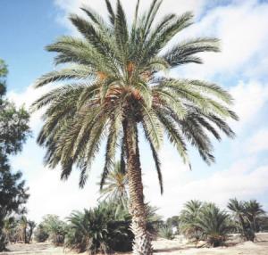 Biskra - Salon national des dérivés du palmier dattier