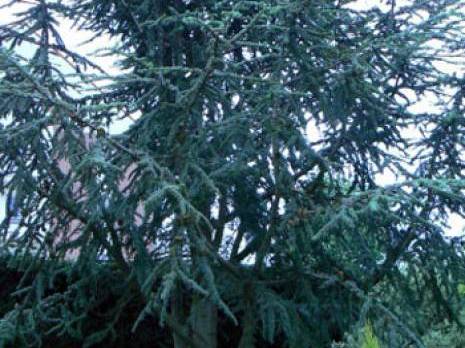 Séminaire sur les cédraies des Aurès à Batna: Le cèdre de l'Atlas en dépérissement