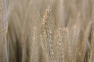 Algérie : les importations de blé en hausse de 133% durant les 11 premiers mois 2011