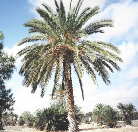 Biskra - Salon national des dérivés du palmier dattier