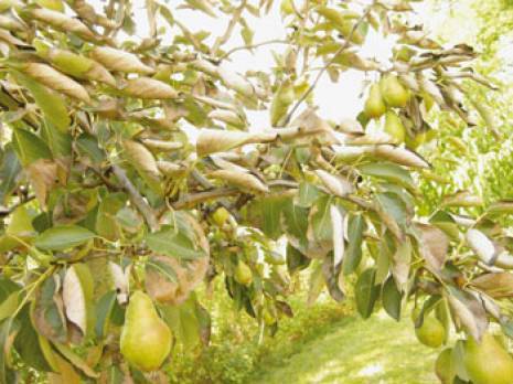 Agriculture à Médéa: Le 