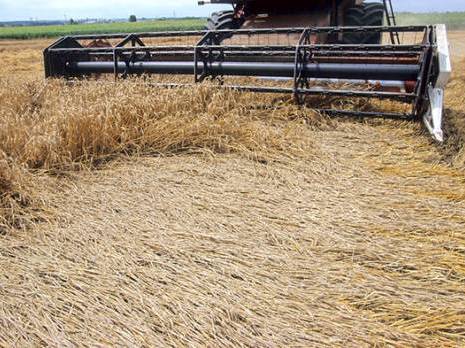 Production céréalière