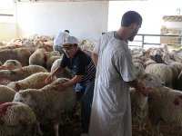 Des moutons à bas prix ou à crédit