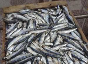 السردين ب 150 دج للكلغ الواحد بأسواق عين تموشنت