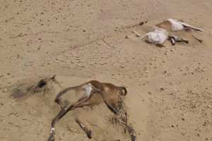 الأمطار تتسبب في نفوق 200 رأس غنم في تيمياوين بأدرار