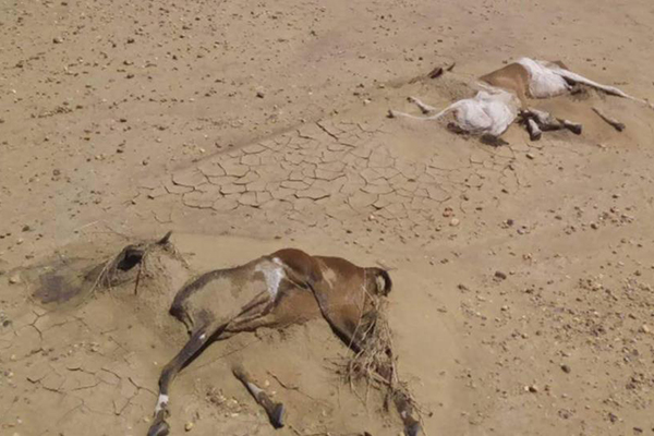 الأمطار تتسبب في نفوق 200 رأس غنم في تيمياوين بأدرار