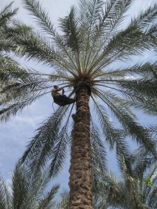 Biskra - Concours du meilleur grimpeur de palmier dattier