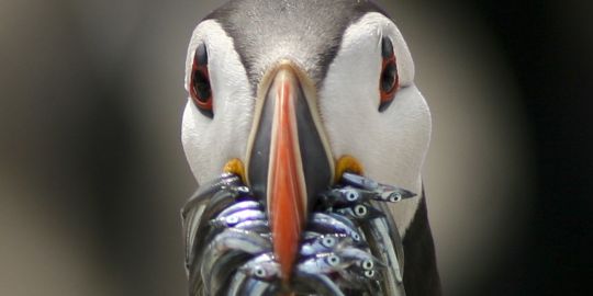 Planète - Les oiseaux marins victimes indirectes de la surpêche