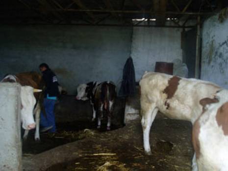 Filière de lait cru à Tizi Ouzou: Les éleveurs réclament des aides