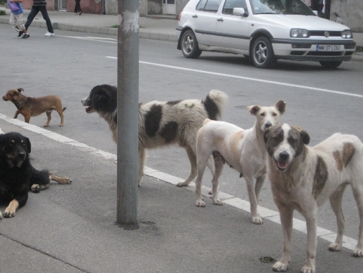 Sfisef (Sidi Bel Abbès) - Il est dans le coma: Un étudiant dévoré par des chiens suspectés de rage