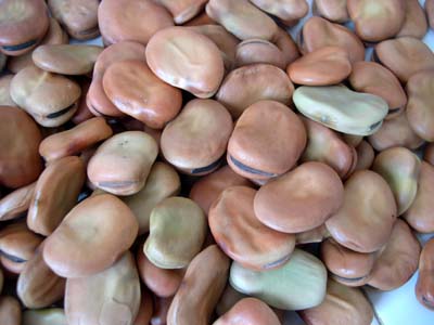 BOUTEFLIKA  DEFEND SES REFORMES '' Le plaidoyer du vendeur de fèves ''