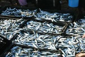 خمس رخص صيد تضاعف استيراد الجزائر 6 مرات من سمك موريتانيا