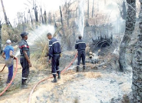 حتى النخيل لم ينج من آثار القيظ بأدرار