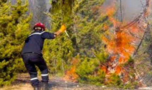 أشجار الصنوبر تشكو من استهتار الإنسان بعين تموشنت