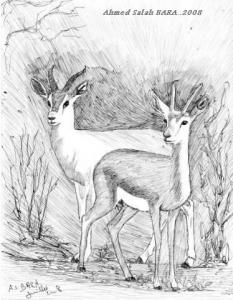 El Abiodh Sidi Cheikh (El-Bayadh) - Des vétérinaires pour sauver la gazelle  Dorcas