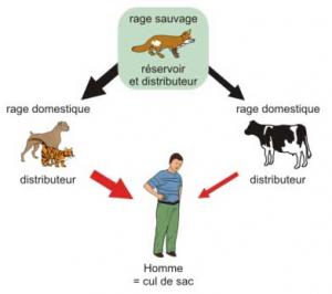 Tiaret - 45 cas de rage en une année