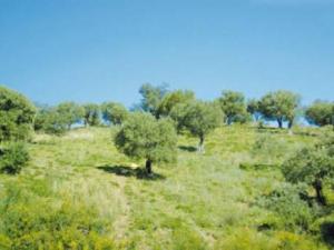 Saison oléicole à Béjaïa: Maigre récolte en perspective