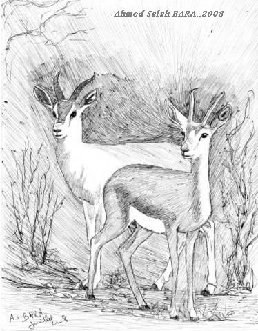 El Abiodh Sidi Cheikh (El-Bayadh) - Des vétérinaires pour sauver la gazelle 