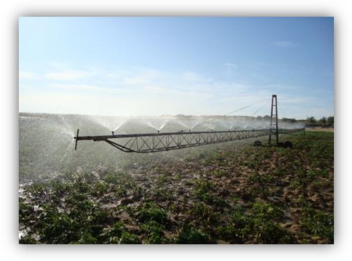 El Oued - Les Français intéressés par la pomme de terre