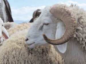 Contrôle vétérinaire