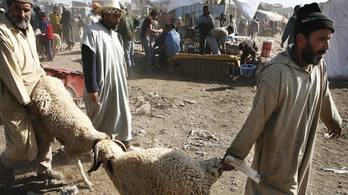 Les moutons à la portée de tout le monde