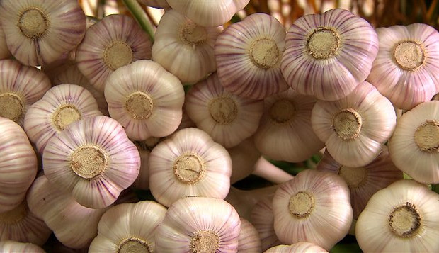 Des herbes et épices qui vous aident à repousser les moustiques