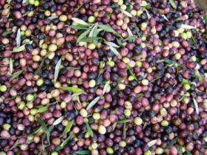 Béjaïa - La production d'olives en crise