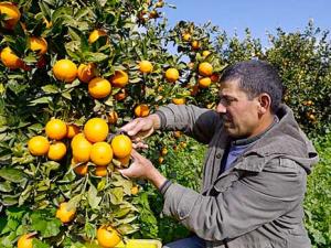 Chlef - La fête des Oranges revient