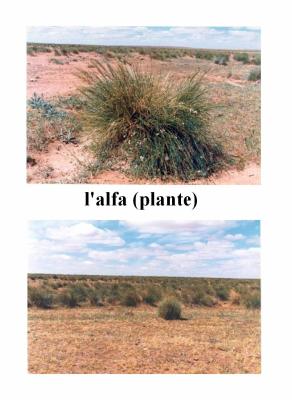 L'Alfa s'installe à Constantine