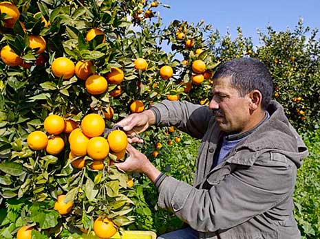 Chlef - La fête des Oranges revient